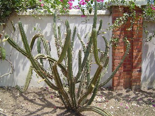 Cactus
